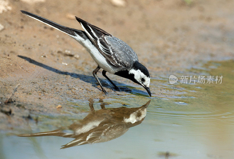 白色Wagtail (Motacilla alba)与镜像